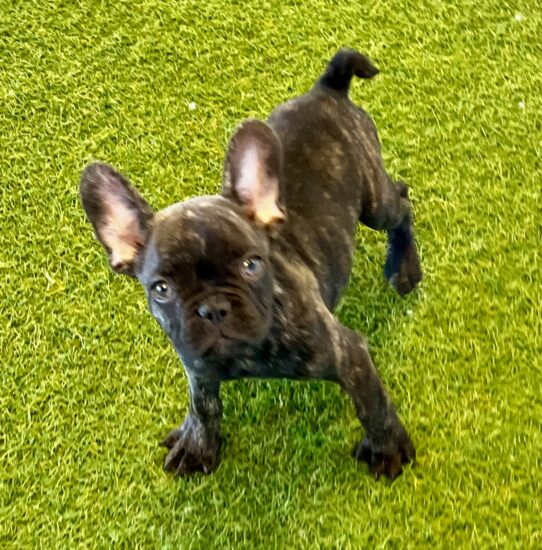 [#25578-04] Brindle M French Bulldog Puppies For Adoption