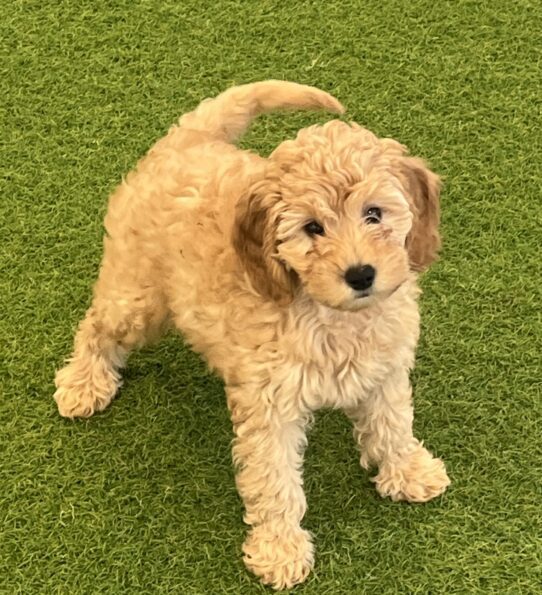 [#25268-08] Apricot F Goldendoodle Mini F1b Puppies For Adoption