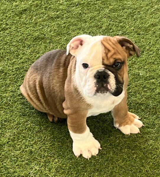 [#25735-01] Red / White M English Bulldog  Puppies For Adoption