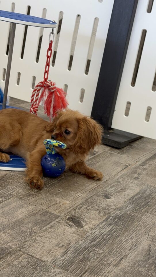 [#25567-03] Ruby M Cavalier King Charles Spaniel Puppies For Adoption