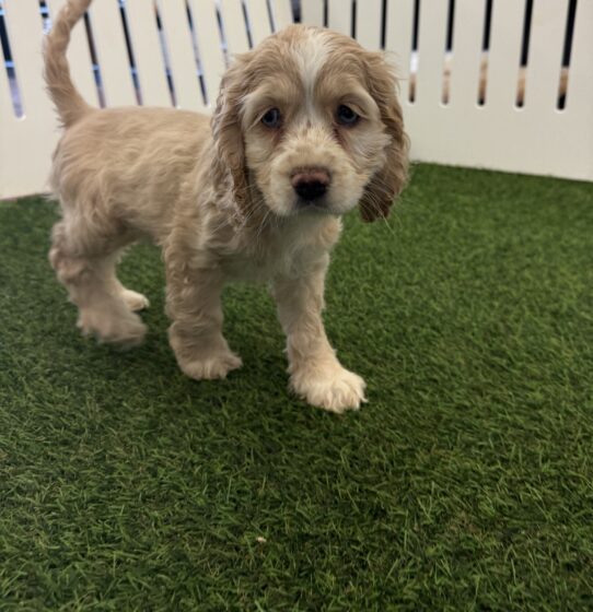 [#25733-02] Buff M Cocker Spaniel Puppies For Adoption