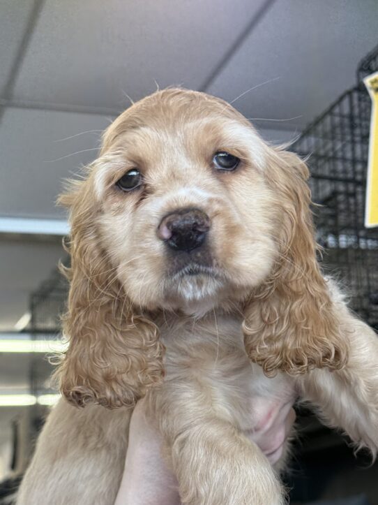 [#25733-03] Buff F Cocker Spaniel Puppies For Adoption