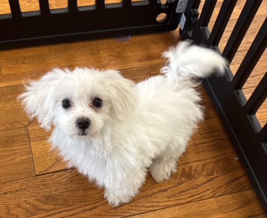 [#25564-01] White M Maltese Puppies For Adoption