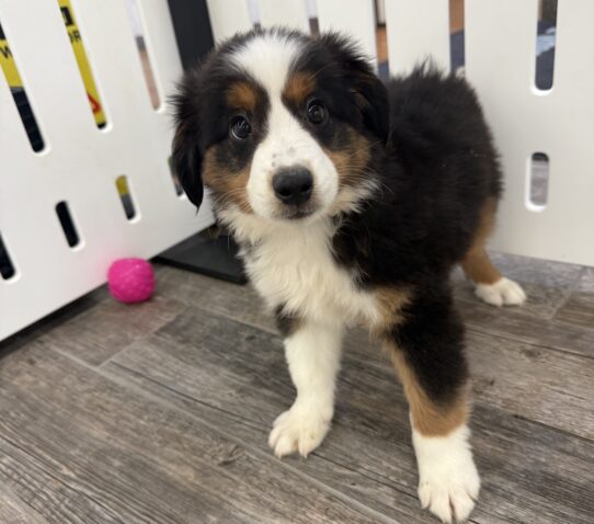 [#25772-02] Tri-Colored M Miniature Australian Shepherd Puppies For Adoption