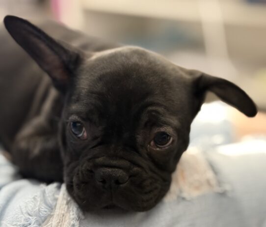 [#25734-01] Brindle M French Bulldog Puppies For Adoption