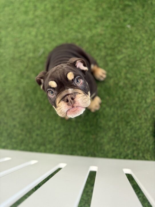 [#25527-04] Chocolate White Tan F Bulldog Puppies For Adoption