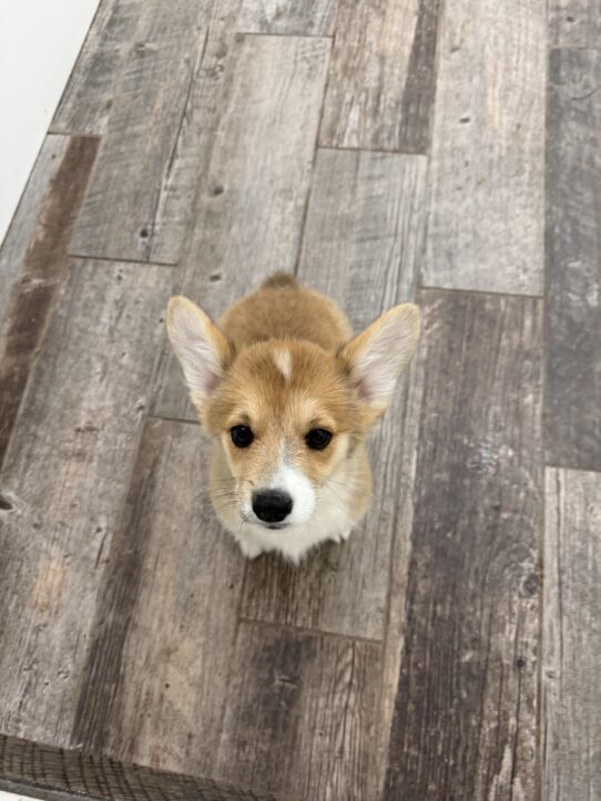 [#25931-06] Red / White F Pembroke Welsh Corgi Puppies For Adoption