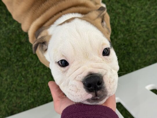 [#25852-01] Fawn / White M Victorian Bulldog Puppies For Adoption
