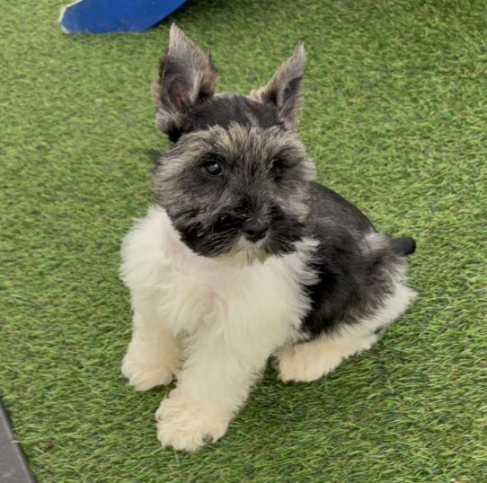 [#25766-02] Black / White M Miniature Schnauzer Puppies For Adoption