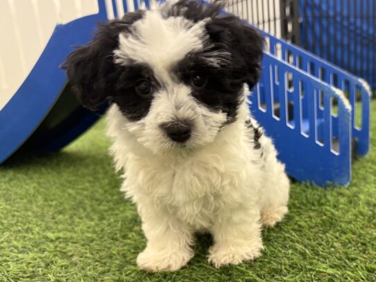 [#25687-03] Black F Havanese Puppies For Adoption