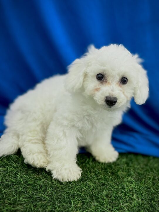 [#25962-08] White F Bichon Frise Puppies For Adoption