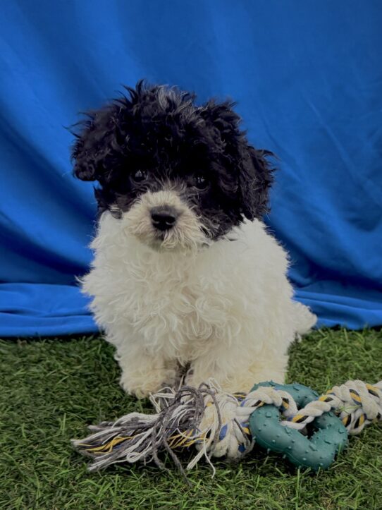 [#25937-02] Black / White M Poodle Mini Puppies For Adoption