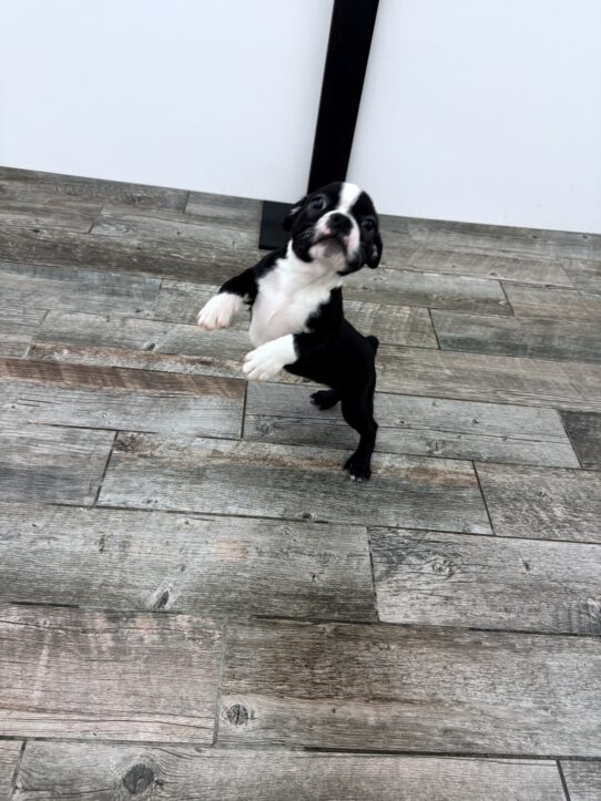 [#251384-04] Black / White M Boston Terrier Puppies For Adoption