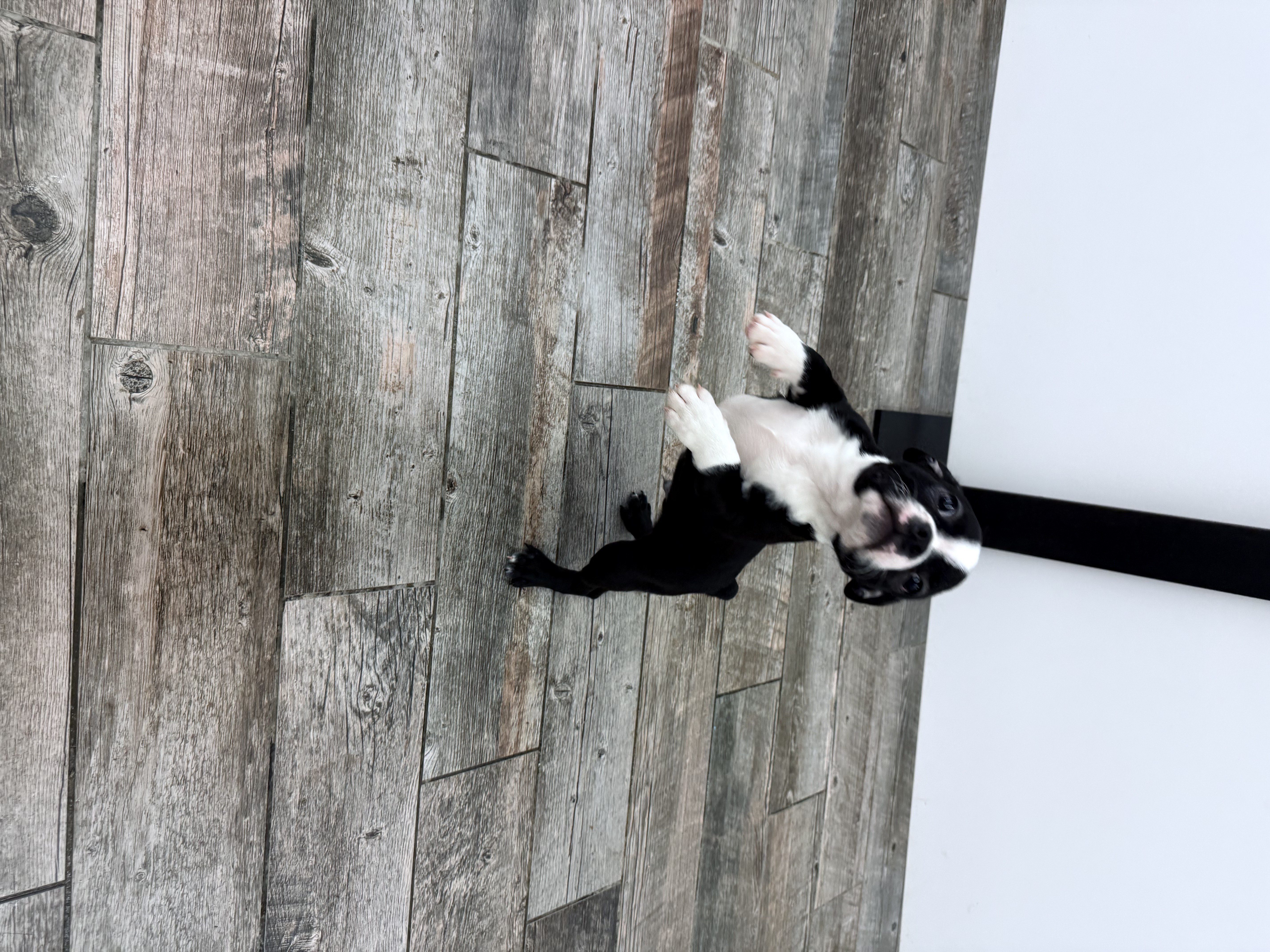 Boston Terrier - 5964453 Image #1