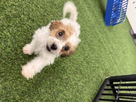 [#25806-07] Red Sable F Bichapoo Puppies For Adoption