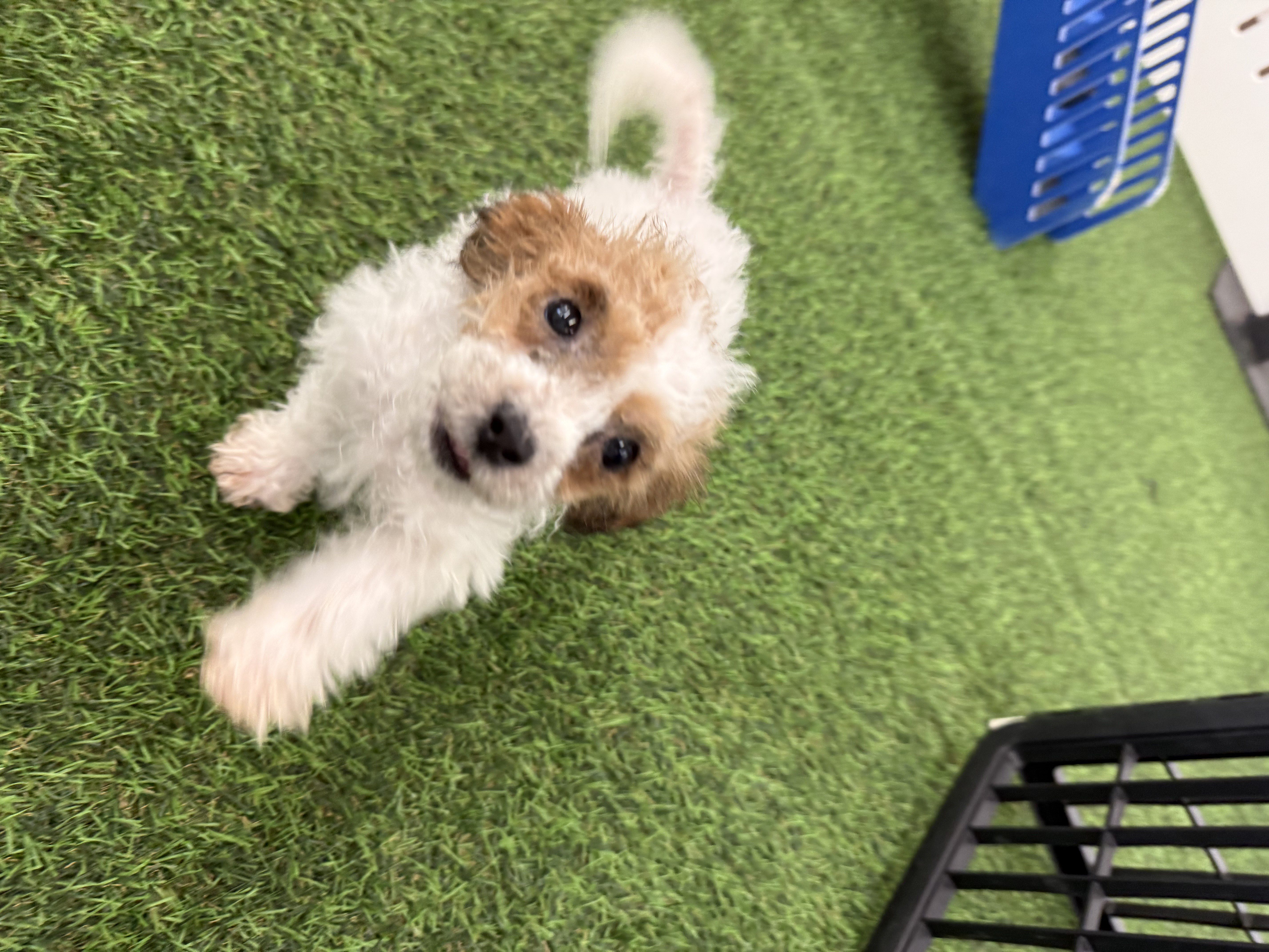 Bichapoo - 5964454 Image #1