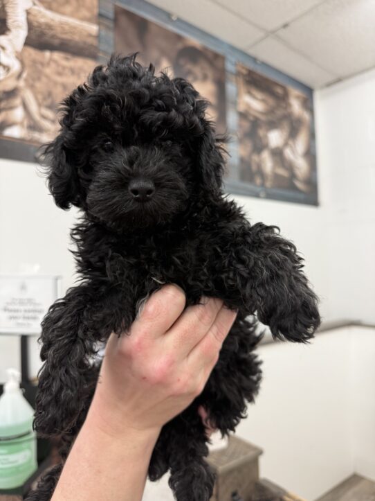 [#25937-04] Black M Poodle Mini Puppies For Adoption
