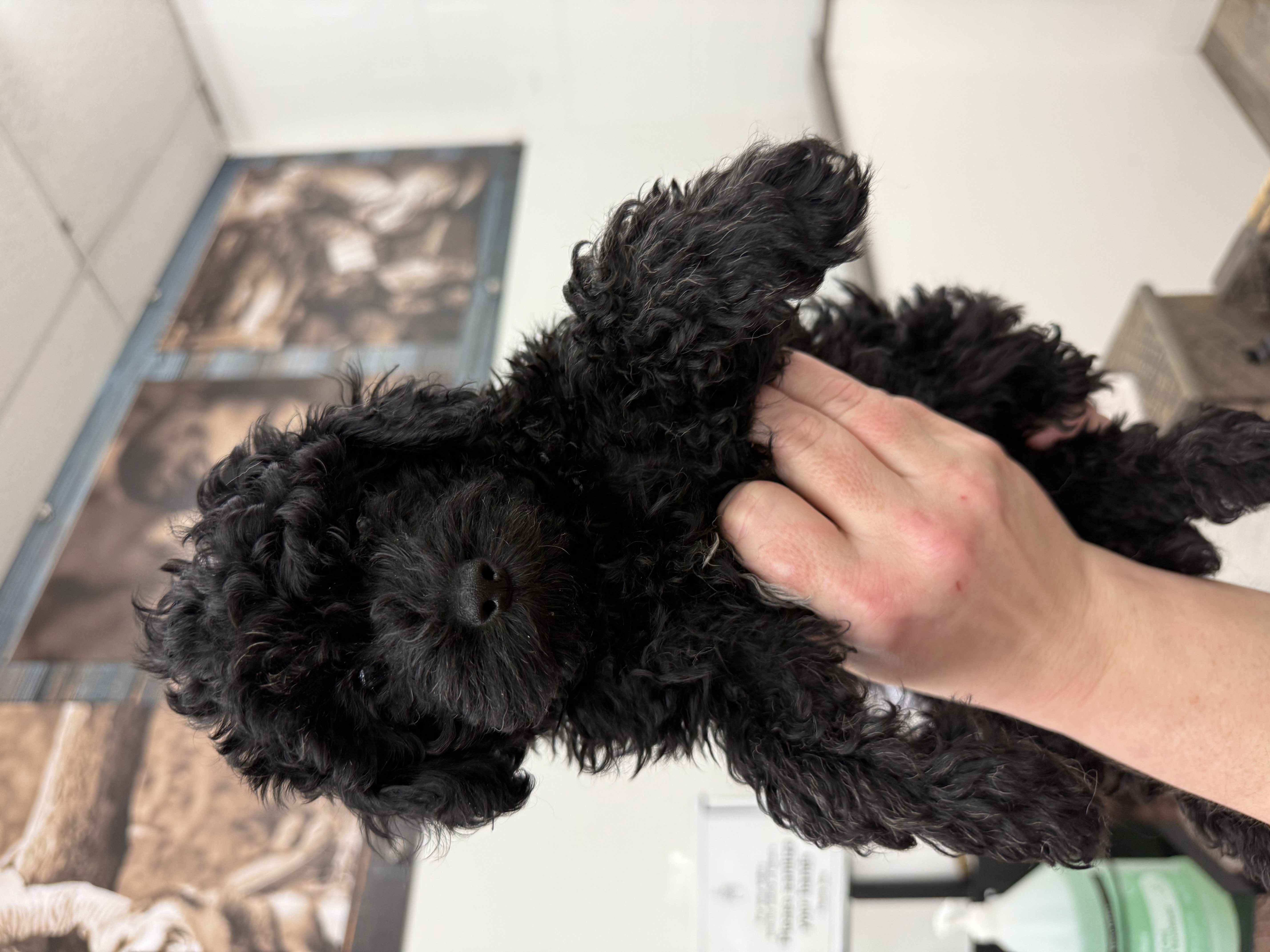 Poodle Mini - 5964457 Image #1