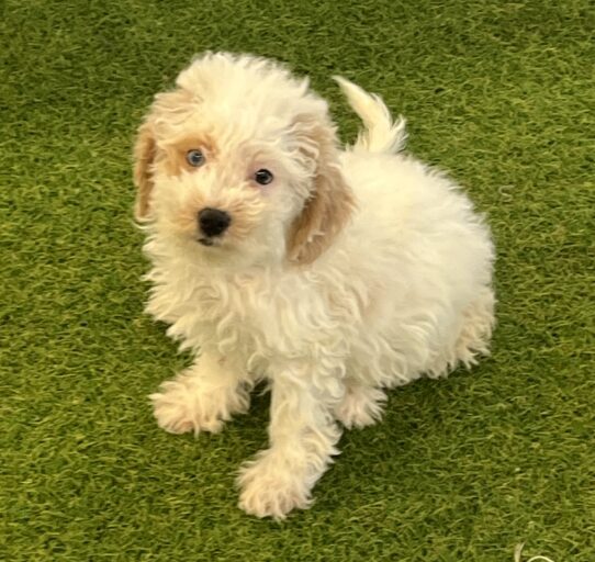 [#25806-02] Cream M Bichapoo Puppies For Adoption
