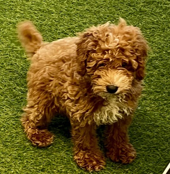 [#25781-03] Red / White M Poodle Mini Puppies For Adoption