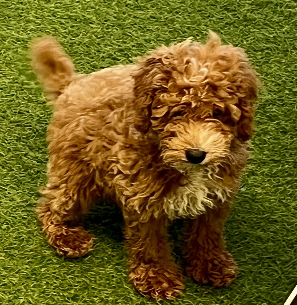 Biscotti Image #1