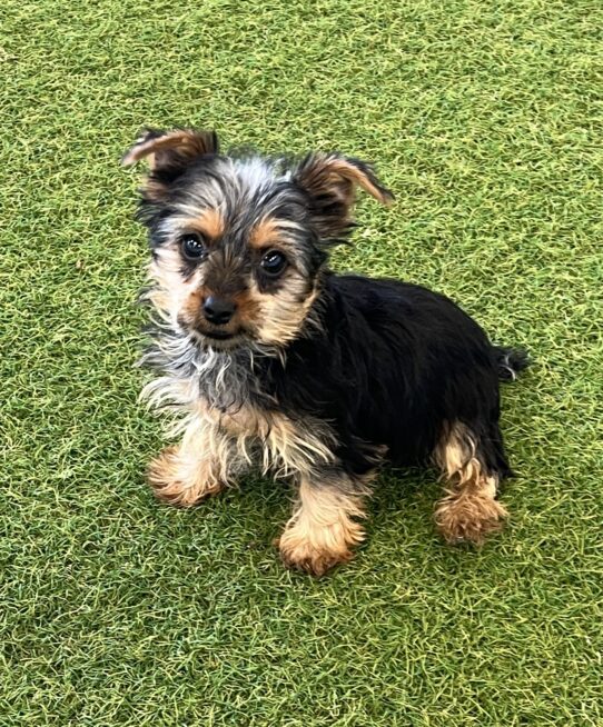 [#25651-01] Black / Tan M Yorkshire Terrier Puppies For Adoption