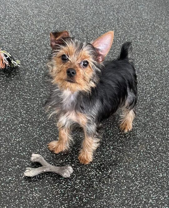 [#25487-05] Black / Tan F Yorkshire Terrier Puppies For Adoption