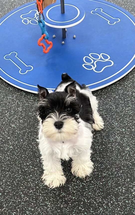 [#25994-04] Black / White F Miniature Schnauzer Puppies For Adoption