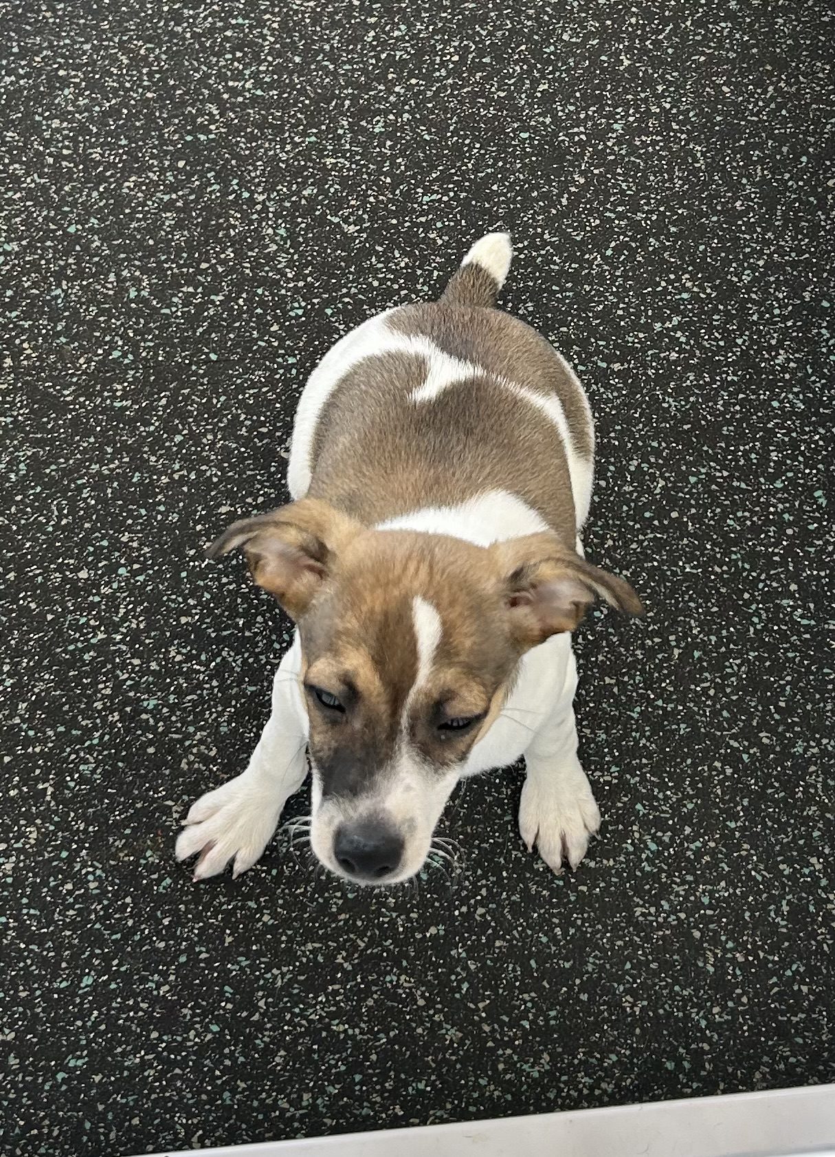 Available for Adoption Cooper Image #2