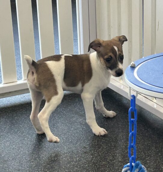 [#251180-01] Sable / White M Toy Fox Terrier Puppies For Adoption
