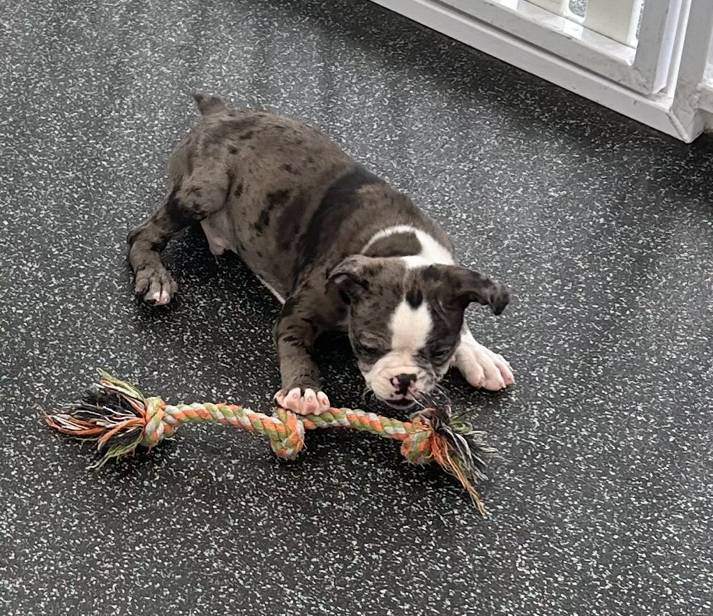 Available for Adoption Dustin Image #4