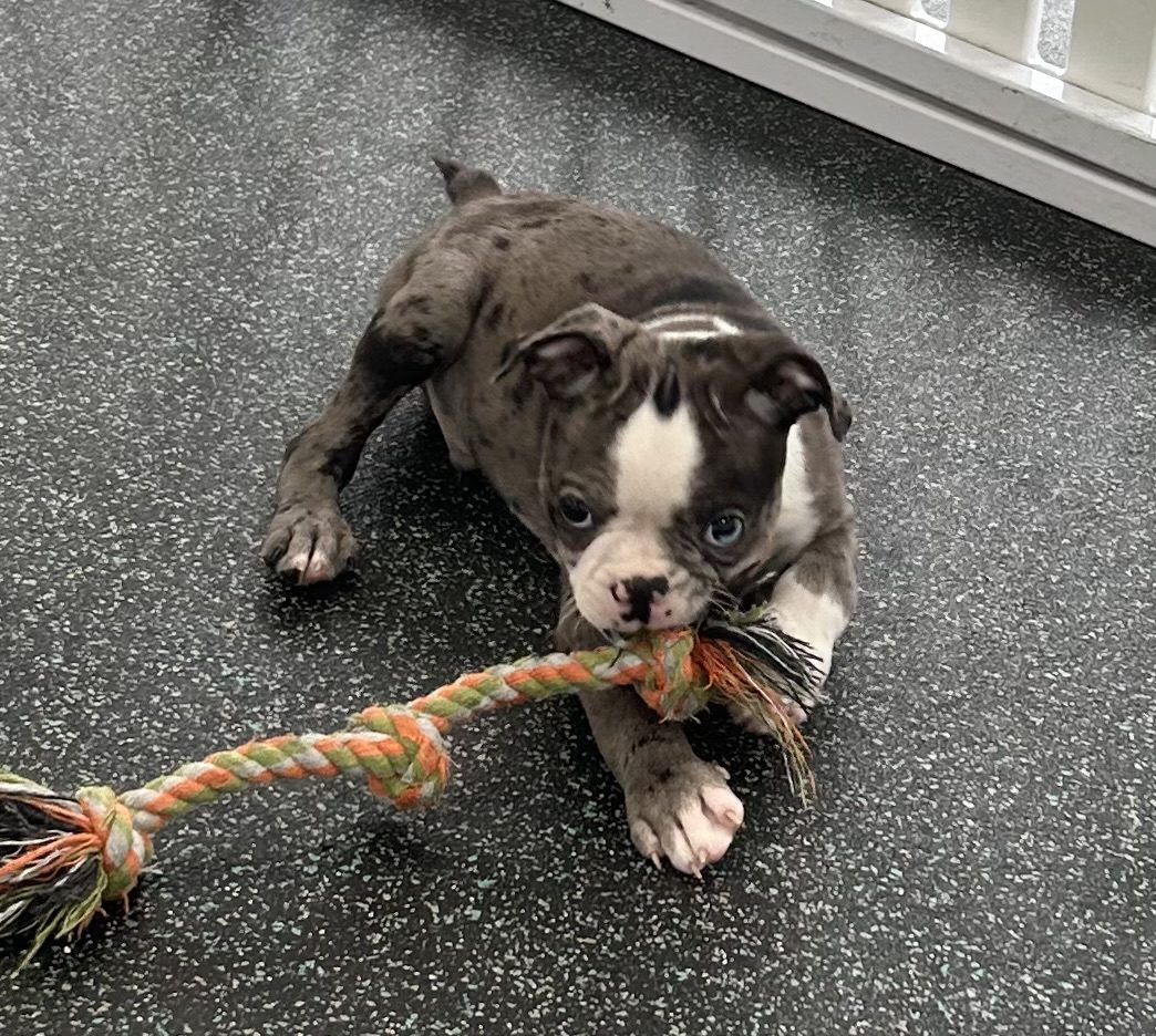 Available for Adoption Dustin Image #2