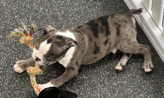 [#251384-01] Merle M Boston Terrier Puppies For Adoption