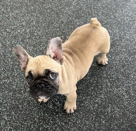 [#25780-03] Fawn F French Bulldog Puppies For Adoption