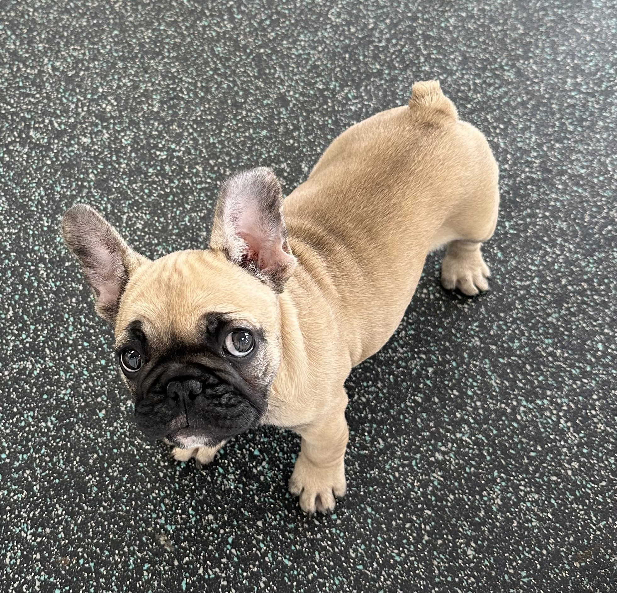 Available for Adoption Honey Image #1
