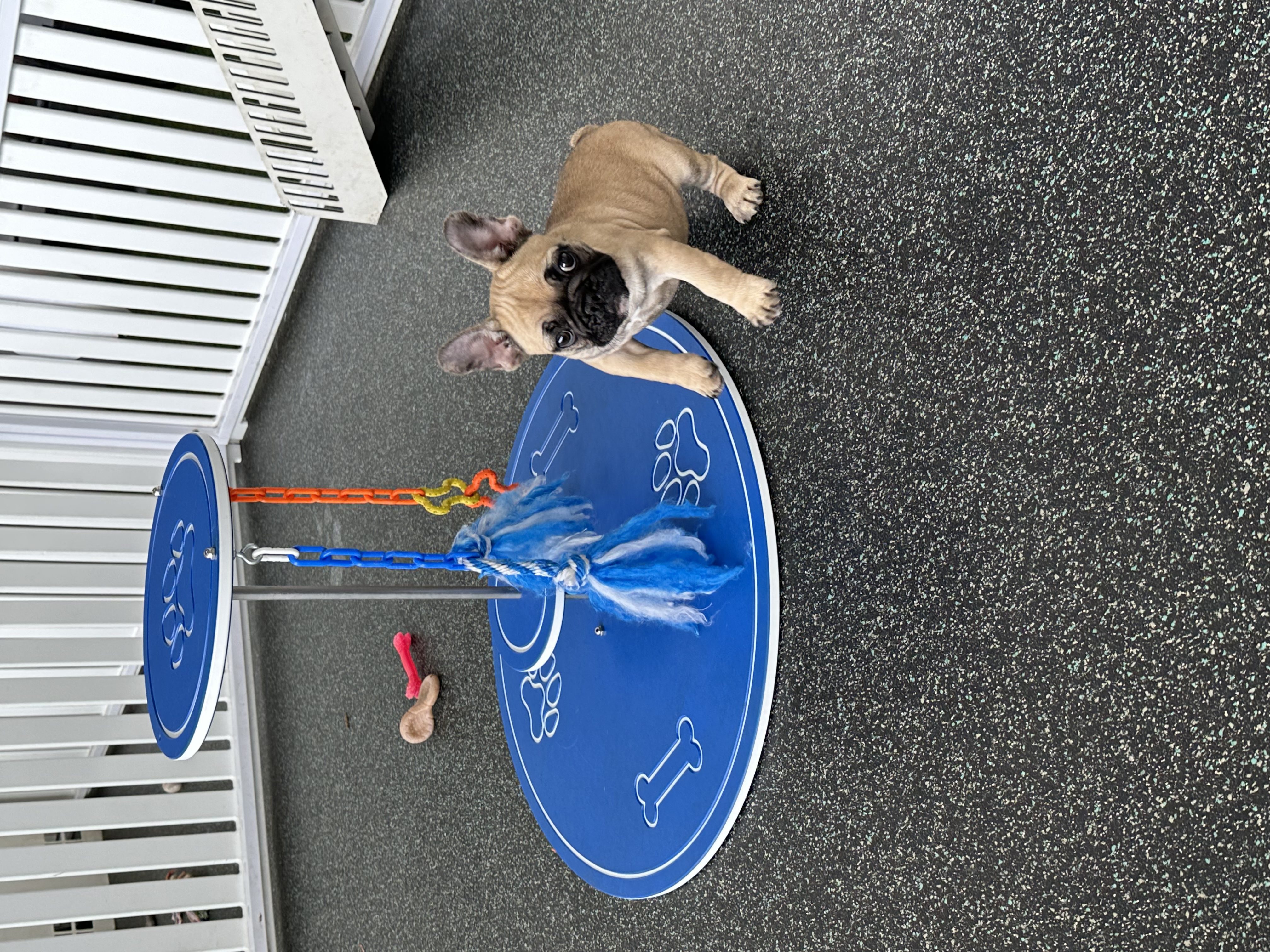 Available for Adoption Honey Image #3