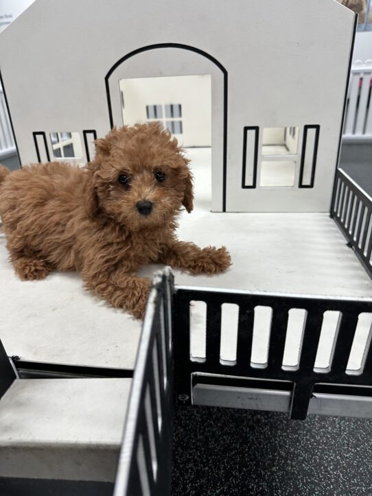 [#25822-07] Red F Poodle Mini Puppies For Adoption