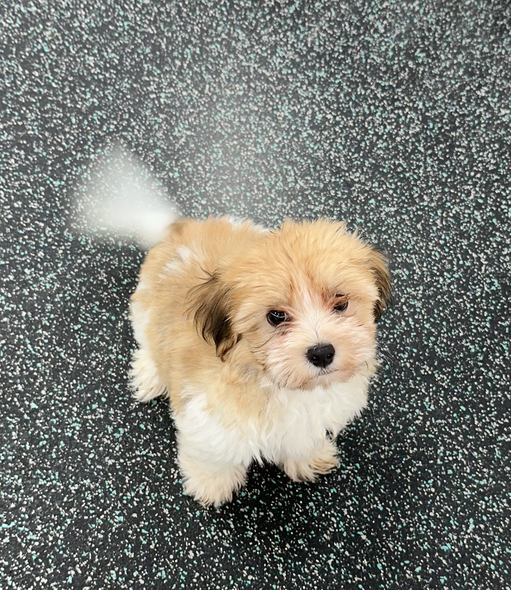 Available for Adoption Chrissy Image #2
