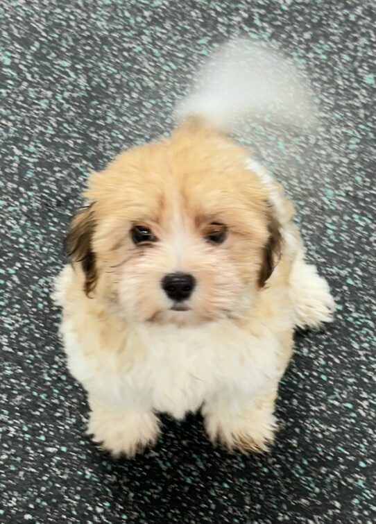 [#25944-03] White / Brown F Havanese Puppies For Adoption