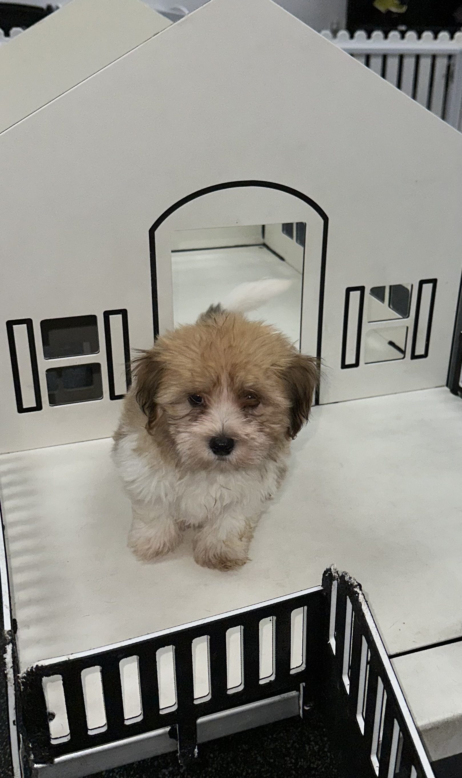 Available for Adoption Chrissy Image #3