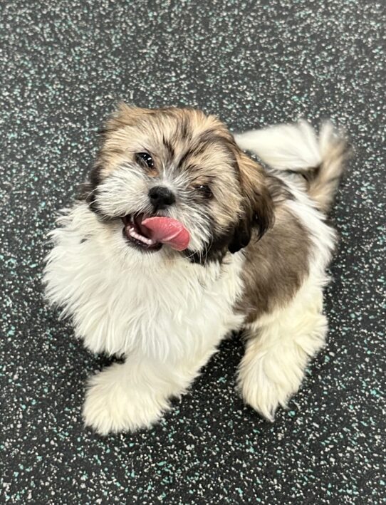 [#25939-03] Gold / White F Shih Tzu Puppies For Adoption