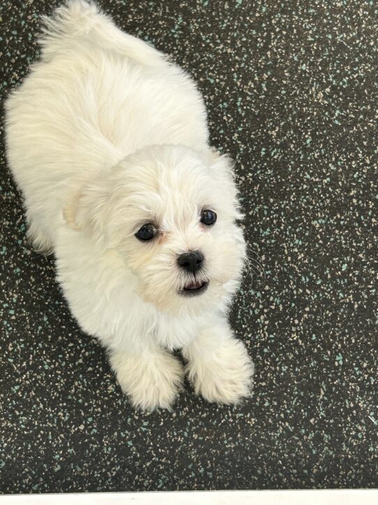 [#25961-07] Cream F Teddy Bear Puppies For Adoption