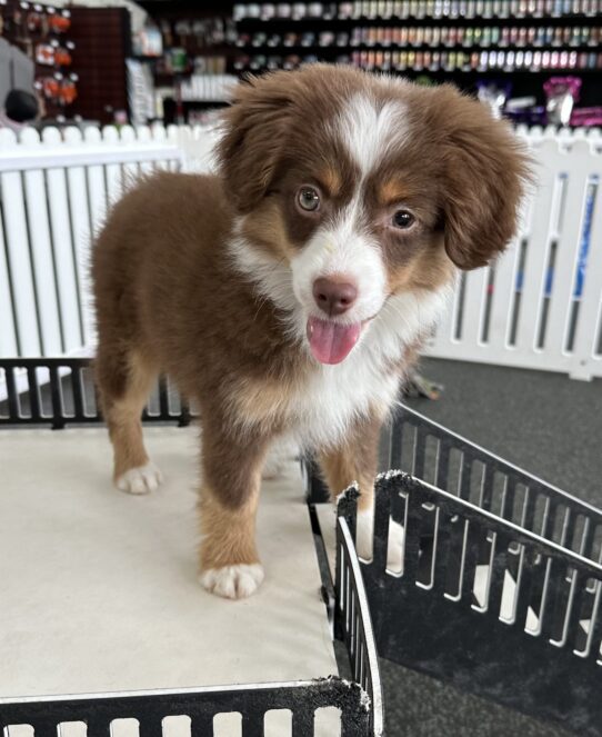 [#25592-02] Red Tan / White F Miniature Australian Shepherd Puppies For Adoption