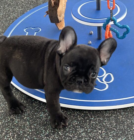[#25894-01] Brindle M French Bulldog Puppies For Adoption