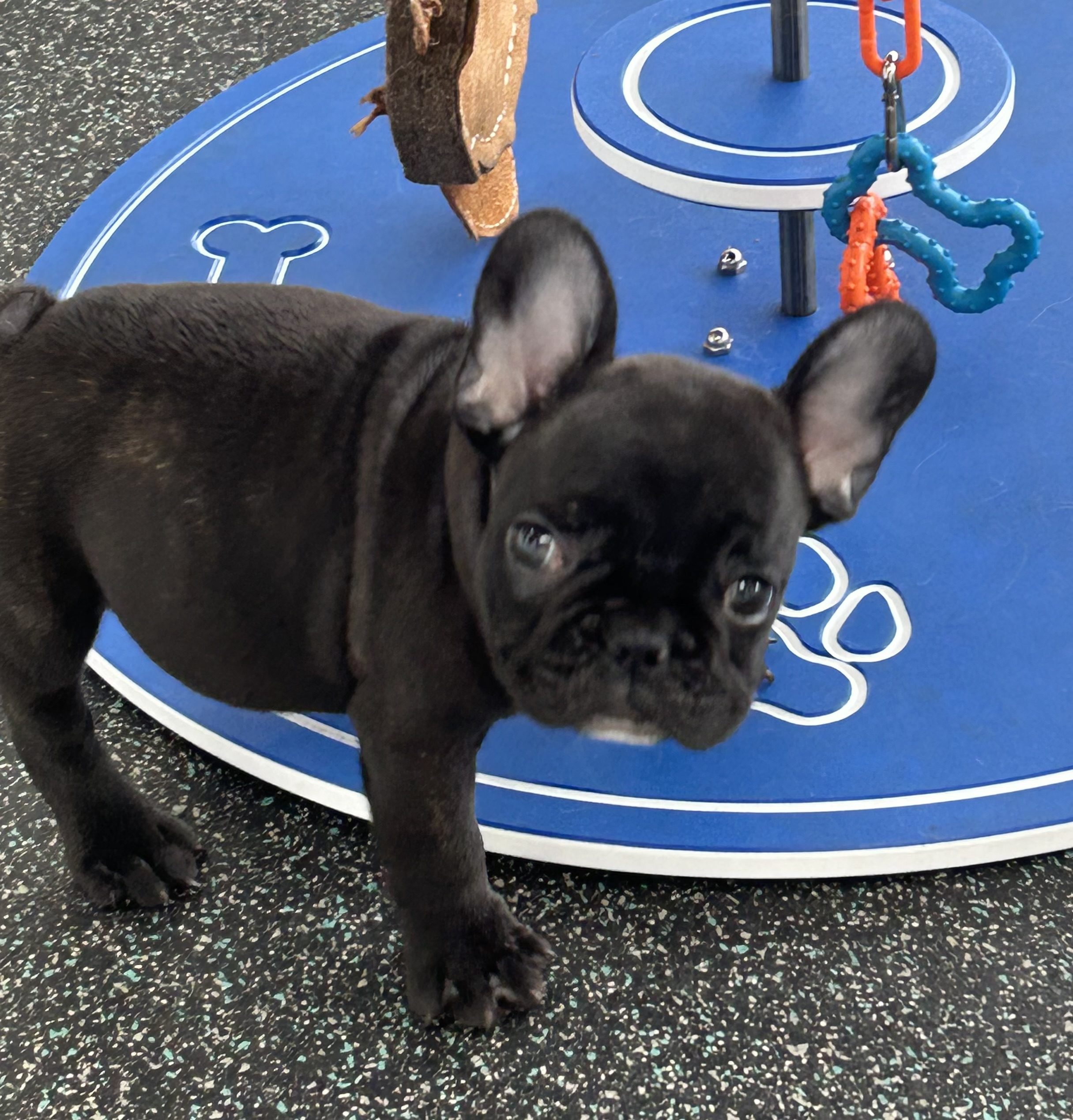 Available for Adoption Lucas Image #1