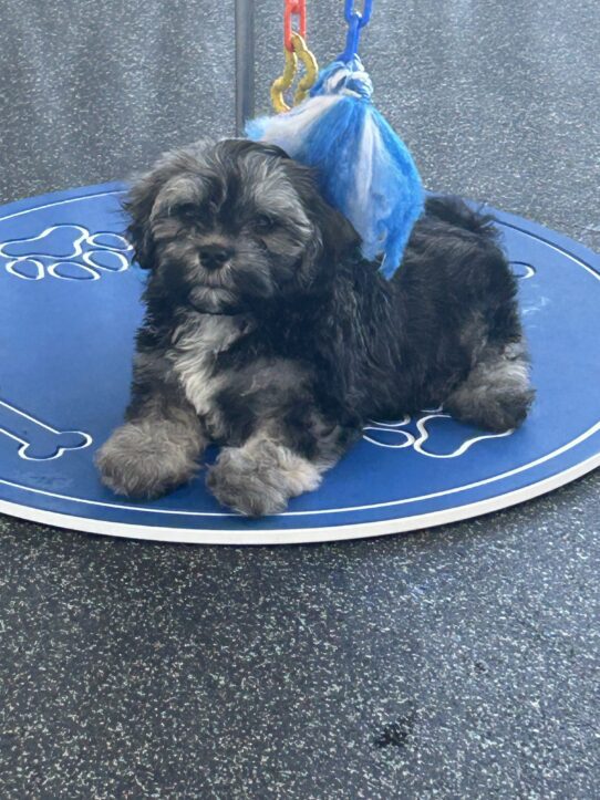 [#251066-05] Dark Sable M Havanese Puppies For Adoption