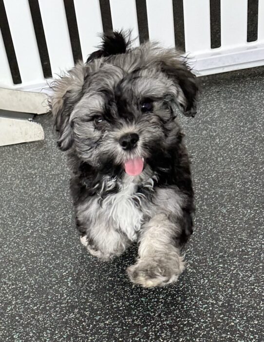 [#251066-05] Dark Sable M Havanese Puppies For Adoption