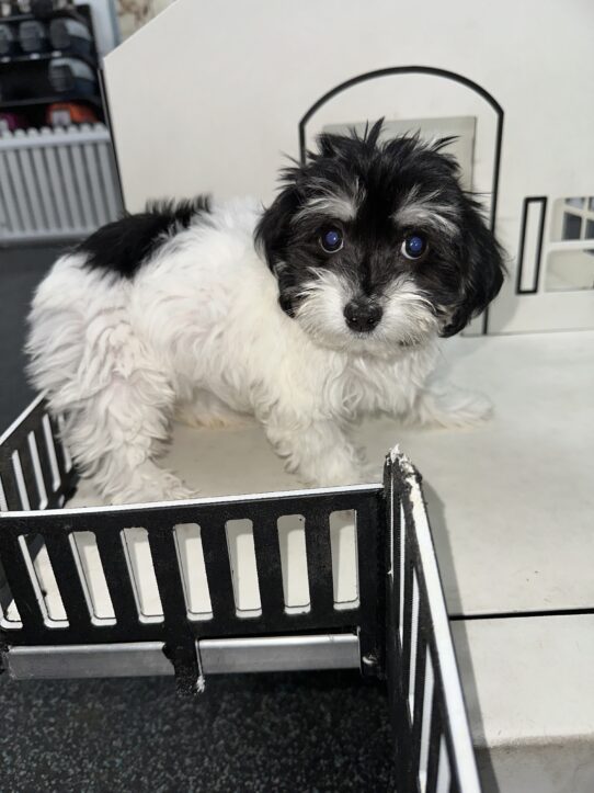 [#25654-05] Black F Havanese Puppies For Adoption