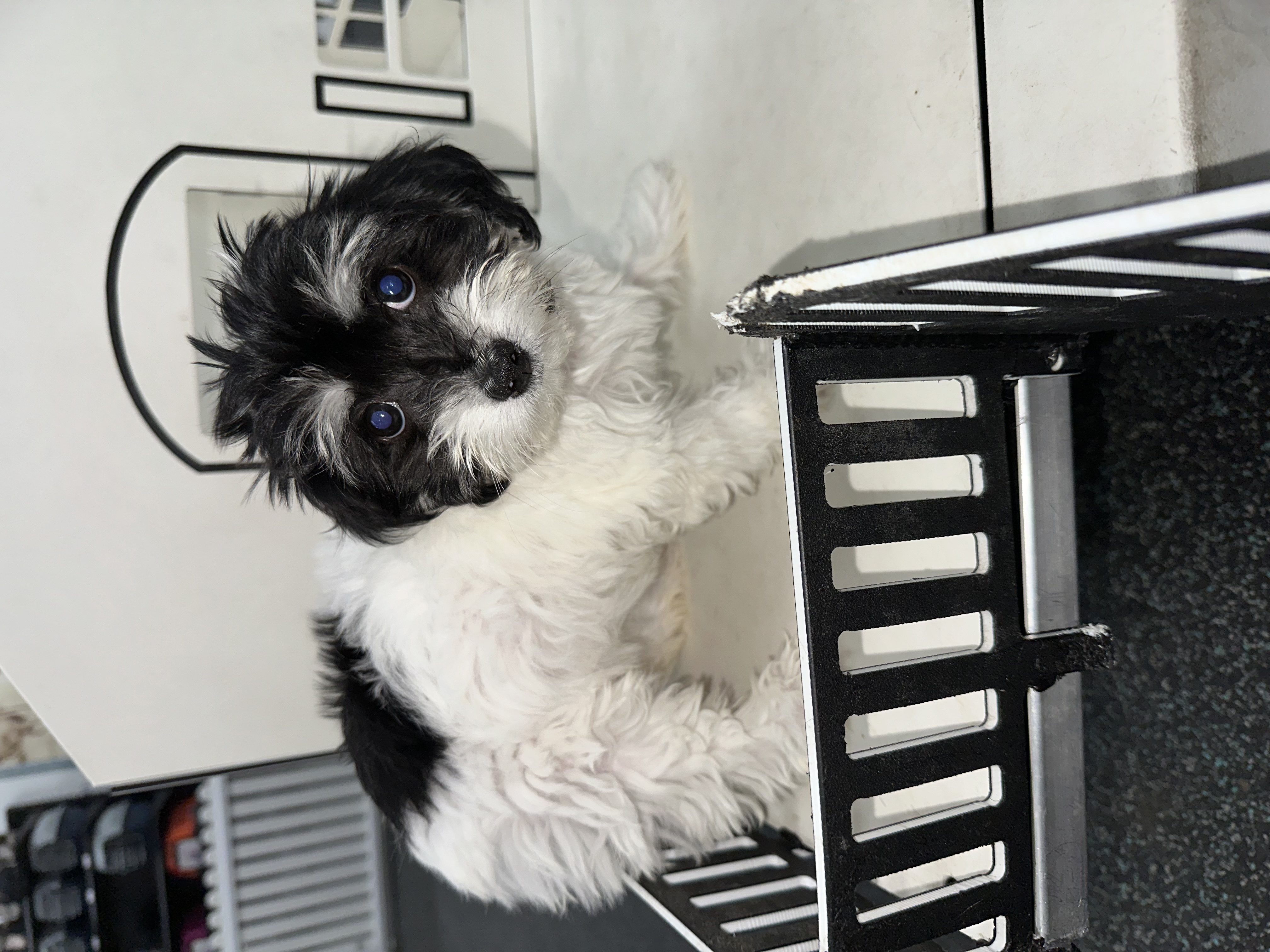 Available for Adoption Nancy Image #1
