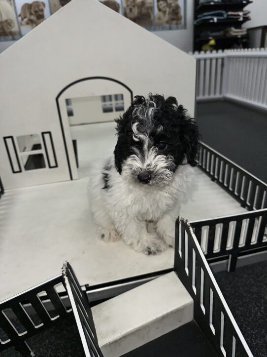 [#25937-01] Black / White M Poodle Mini Puppies For Adoption